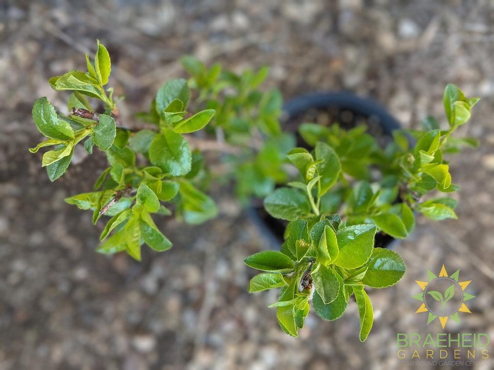 SK Carmine Jewel Cherry shrub
