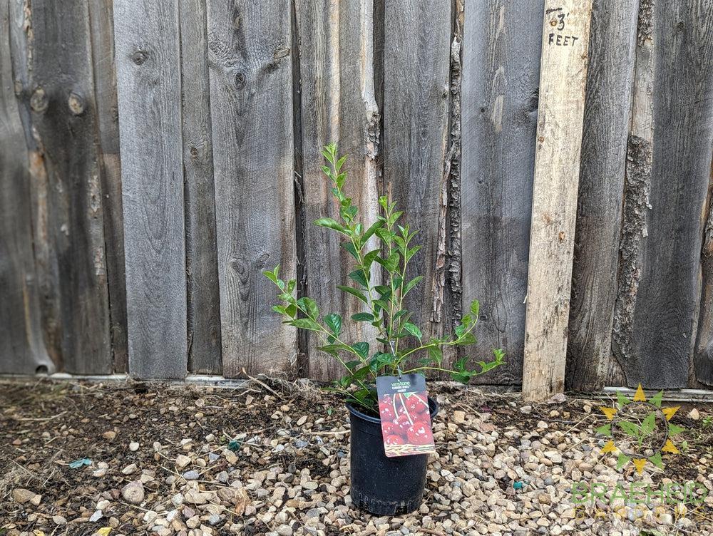 SK Carmine Jewel Cherry shrub