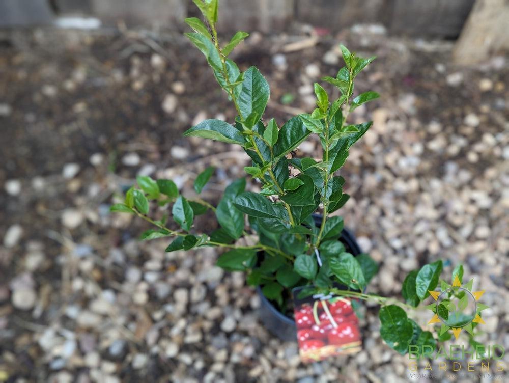 SK Carmine Jewel Cherry shrub