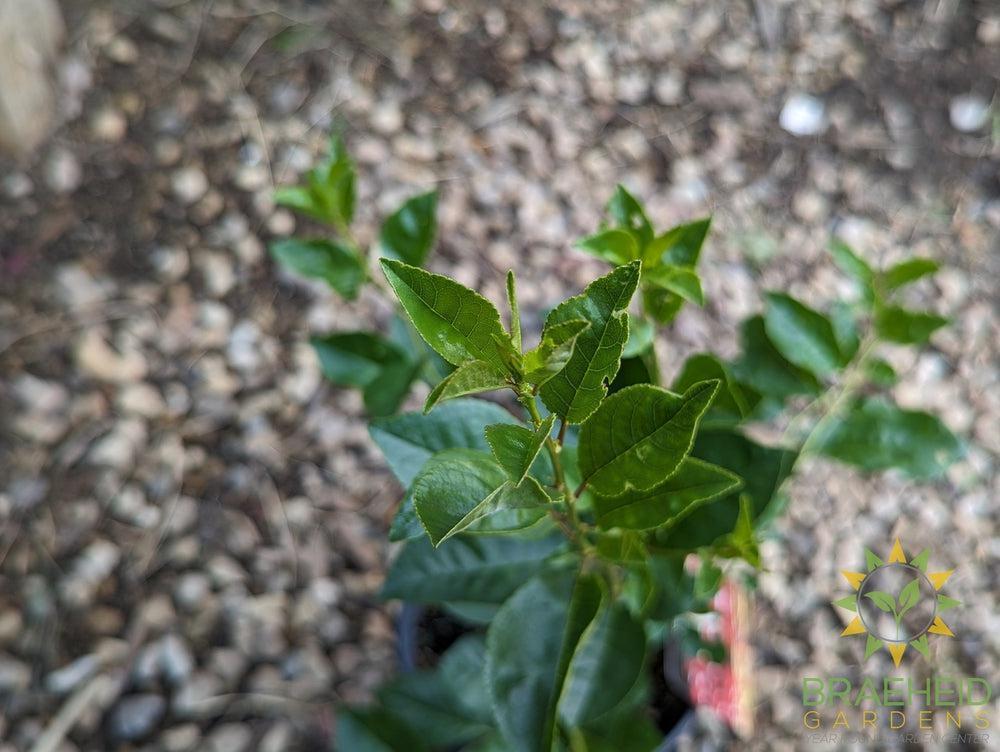 SK Carmine Jewel Cherry shrub