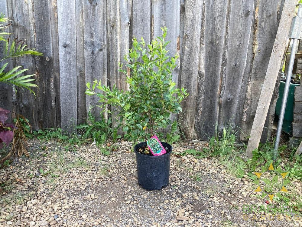 SK Carmine Jewel Cherry shrub