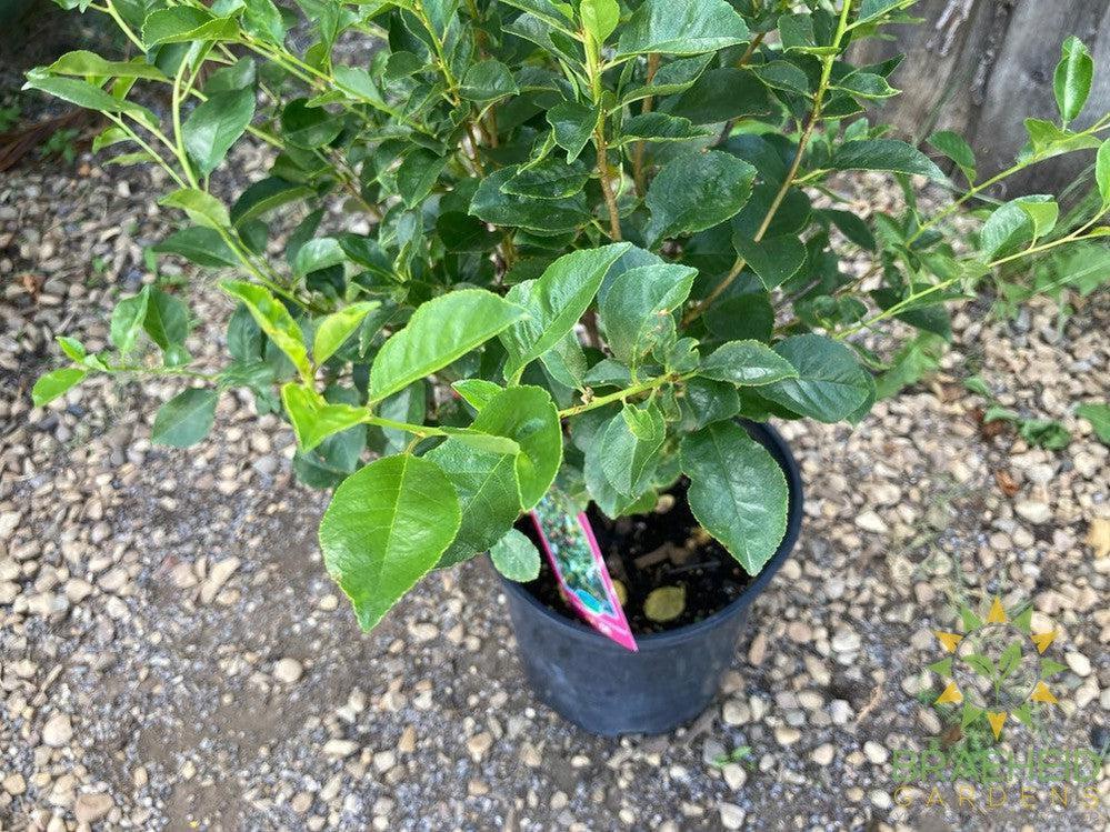 SK Carmine Jewel Cherry shrub
