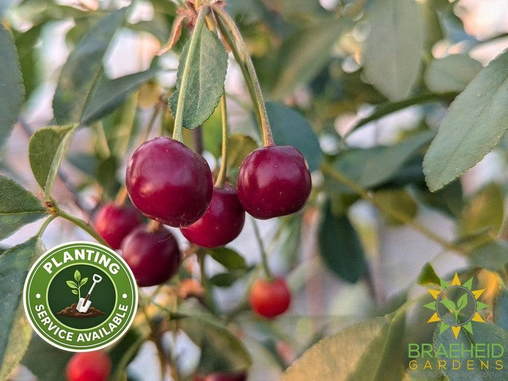 SK Carmine Jewel Cherry shrub