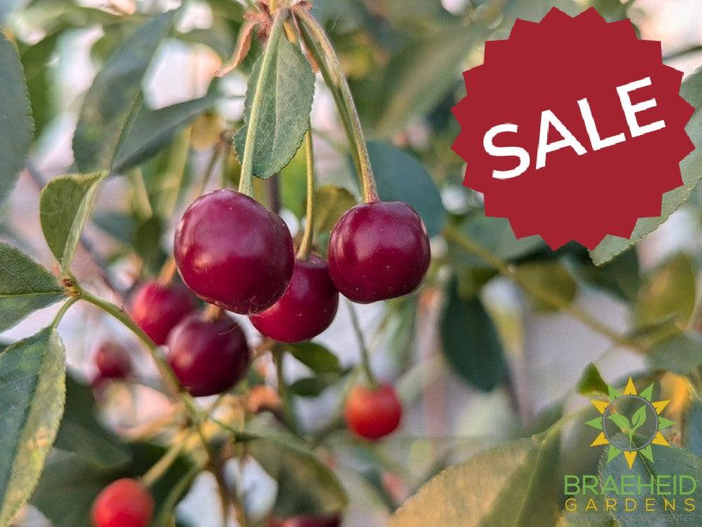 🍒 Auction #6 – Cherry Shrub Collection (Zone 2–3)