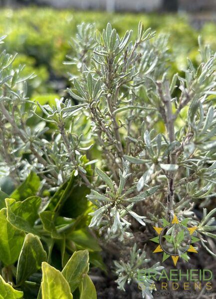 Sagebrush Artemisia