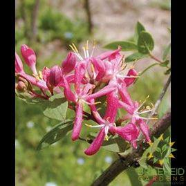 Sakhalin Honeysuckle