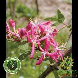 Sakhalin Honeysuckle