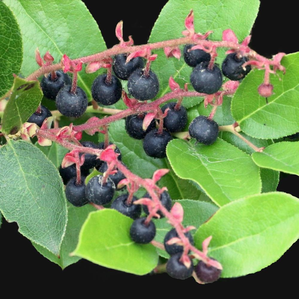 Salal