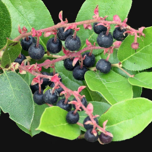 Salal