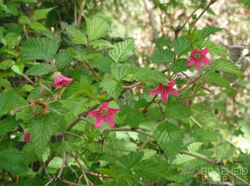 Salmonberry