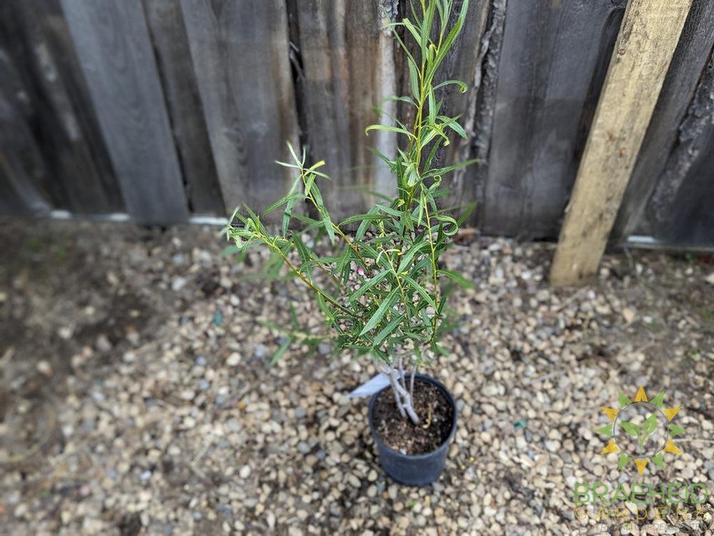 Sandbar Willow