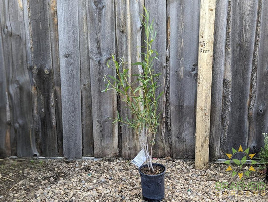 Sandbar Willow