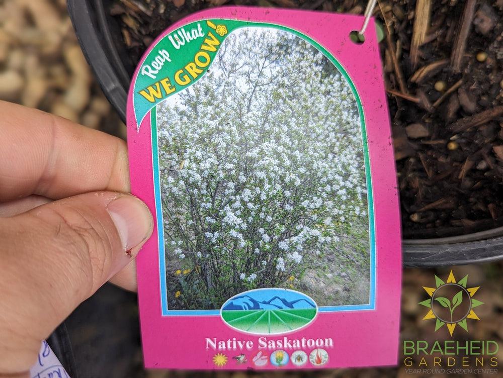 Saskatoon Mixed Bundle