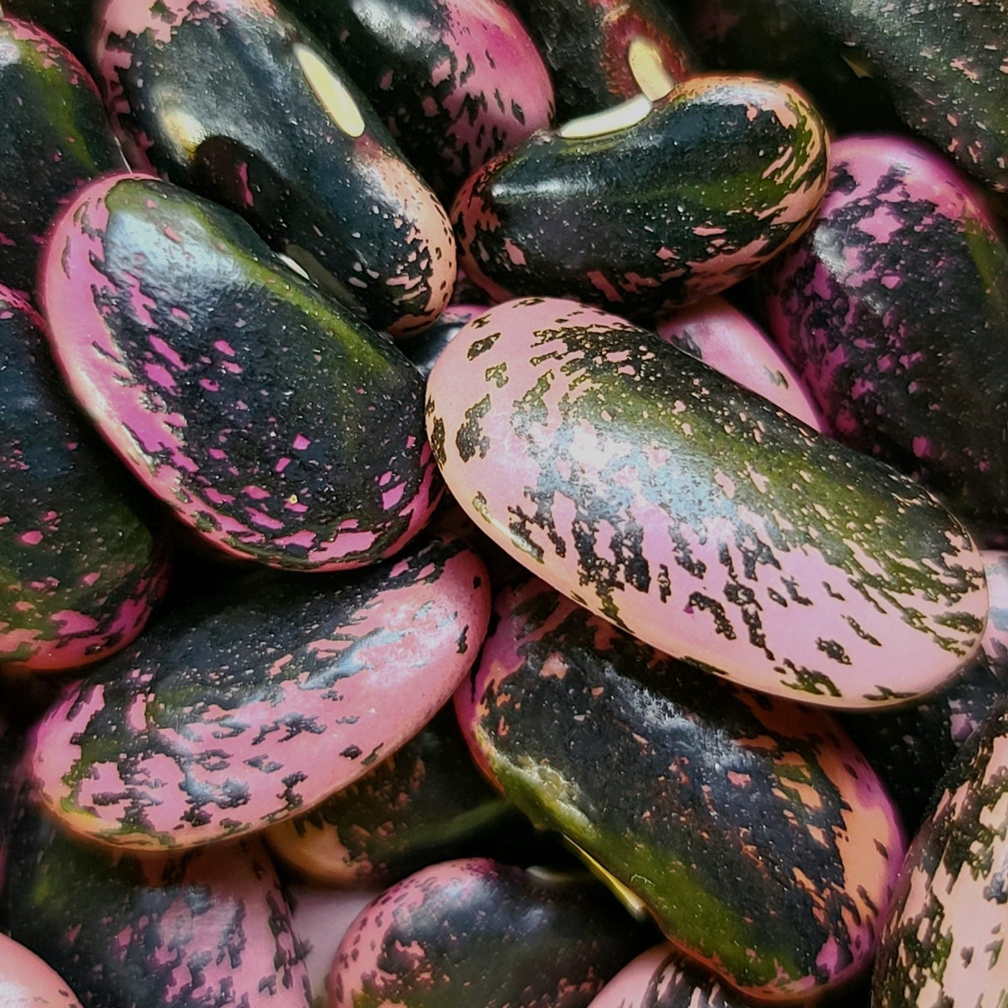 Scarlet Runner Pole Bean