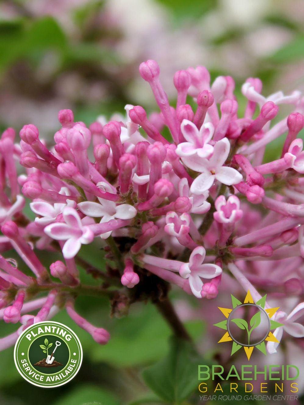 Scent and Sensibility™ Pink Lilac