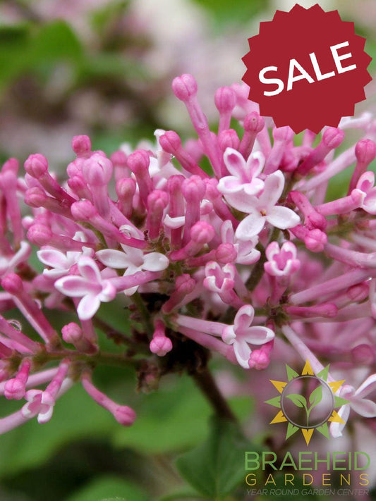 Scent and Sensibility™ Pink Lilac