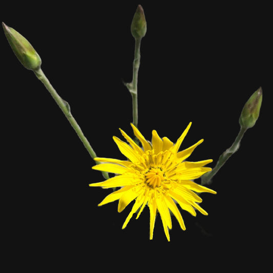 Scorzonera (Black Salsify)