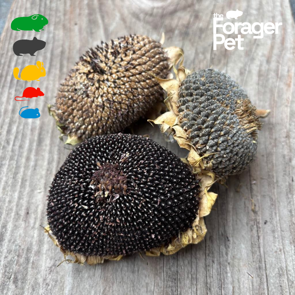 Scrunchy Sunflower Heads