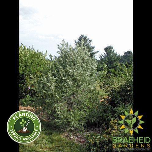 Sea Buckthorn