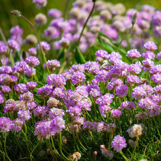 Sea Thrift