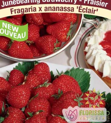 Buy Everbearing Strawberry Eclair 10 pkg an Perennial in Grande Prairie Alberta - Braeheid Gardens Ltd.