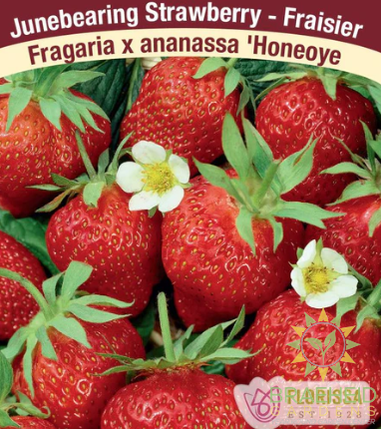 Buy Everbearing Strawberry honeoye 10 pk an Perennial in Grande Prairie Alberta - Braeheid Gardens Ltd.
