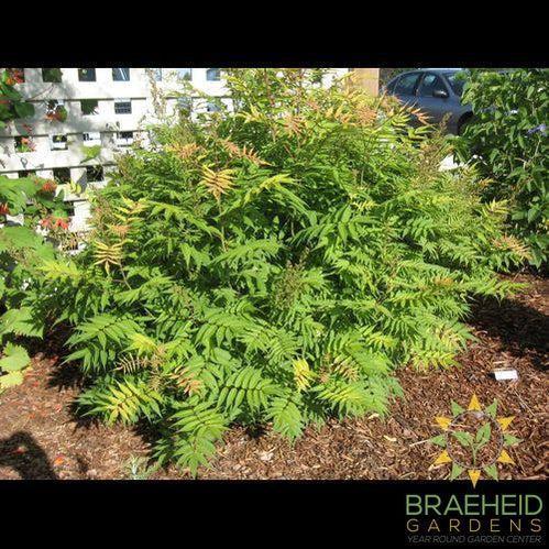 Sem False Spirea