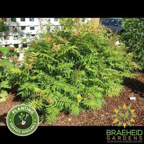 Sem False Spirea
