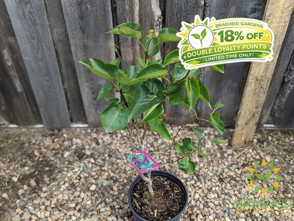 Sensation French Lilac
