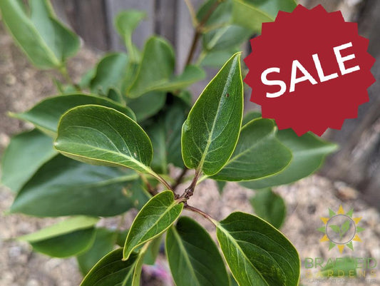 Sensation French Lilac