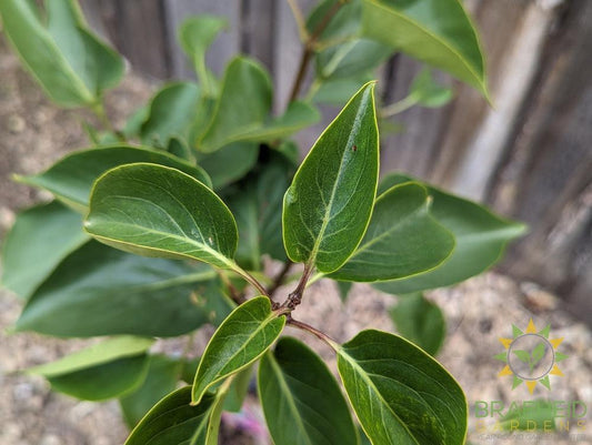 Sensation French Lilac