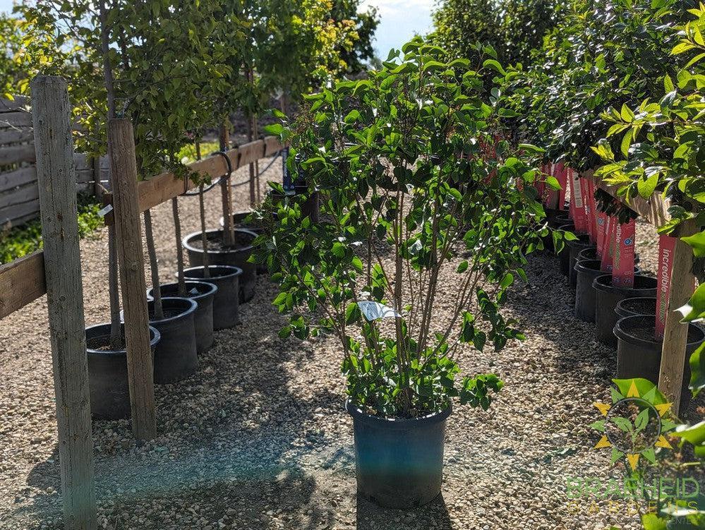 Sensation French Lilac