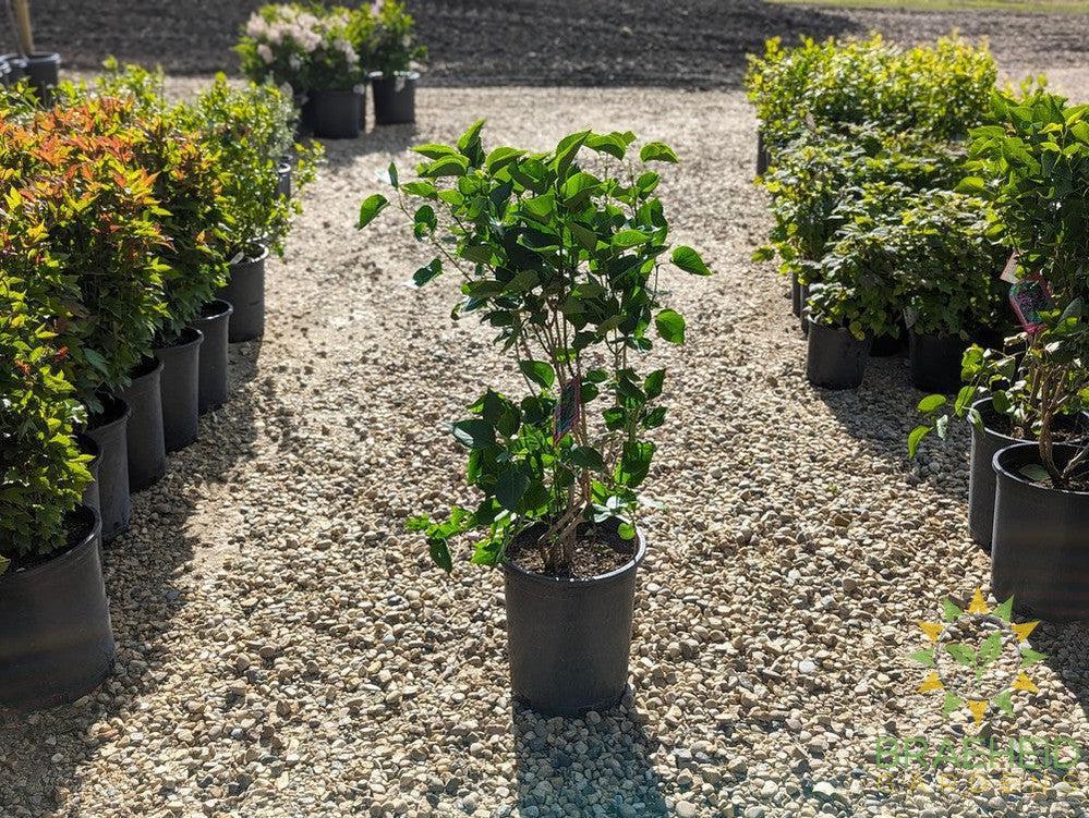 Sensation French Lilac