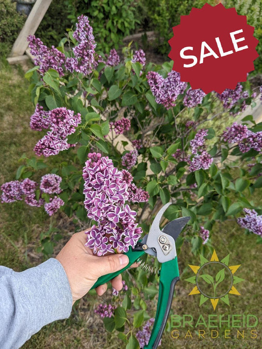 Sensation French Lilac