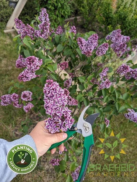 Sensation French Lilac