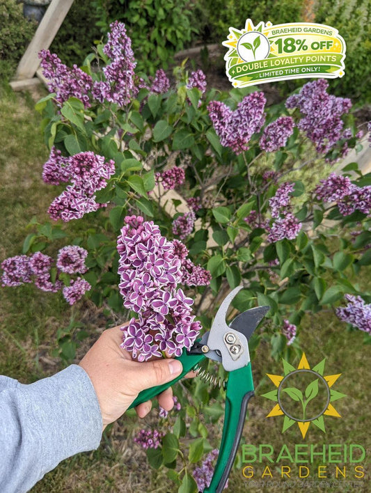 Sensation French Lilac