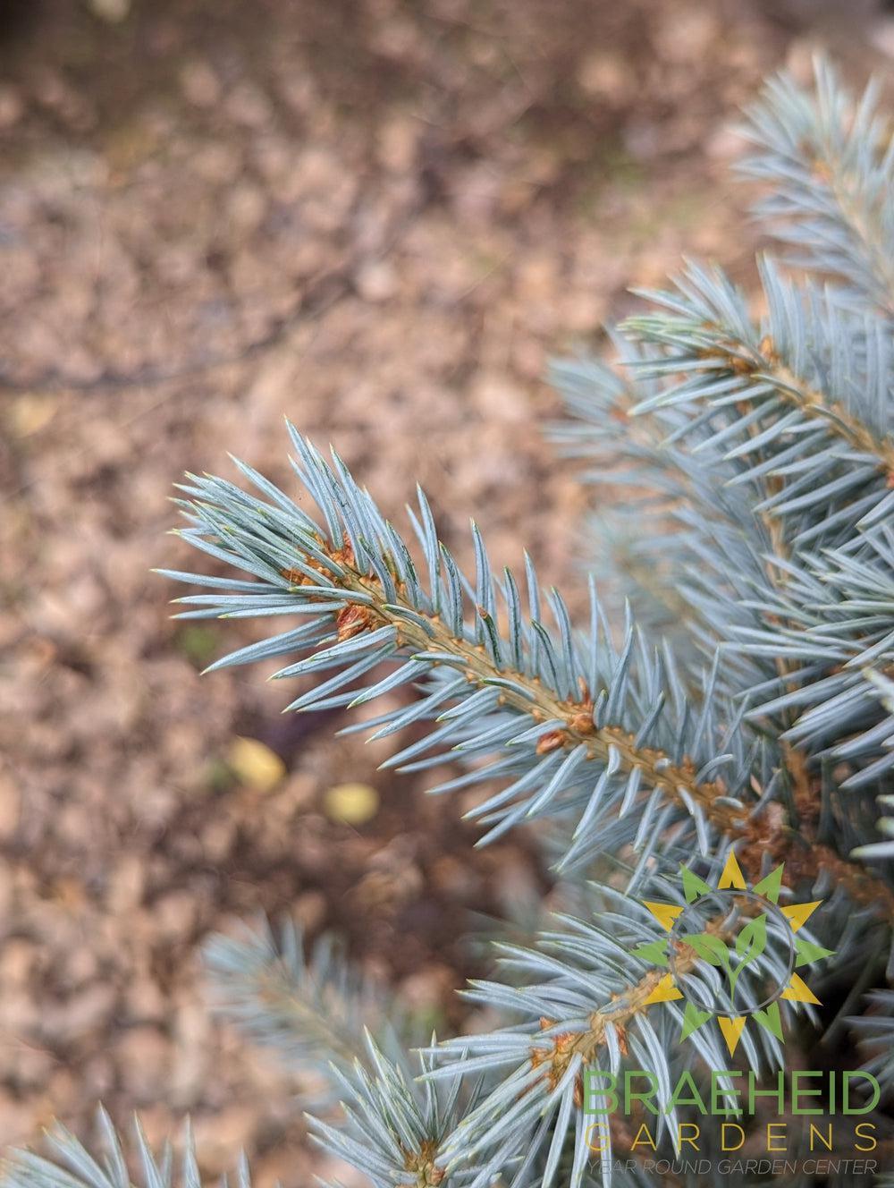 Sester's Dwarf Blue Spruce