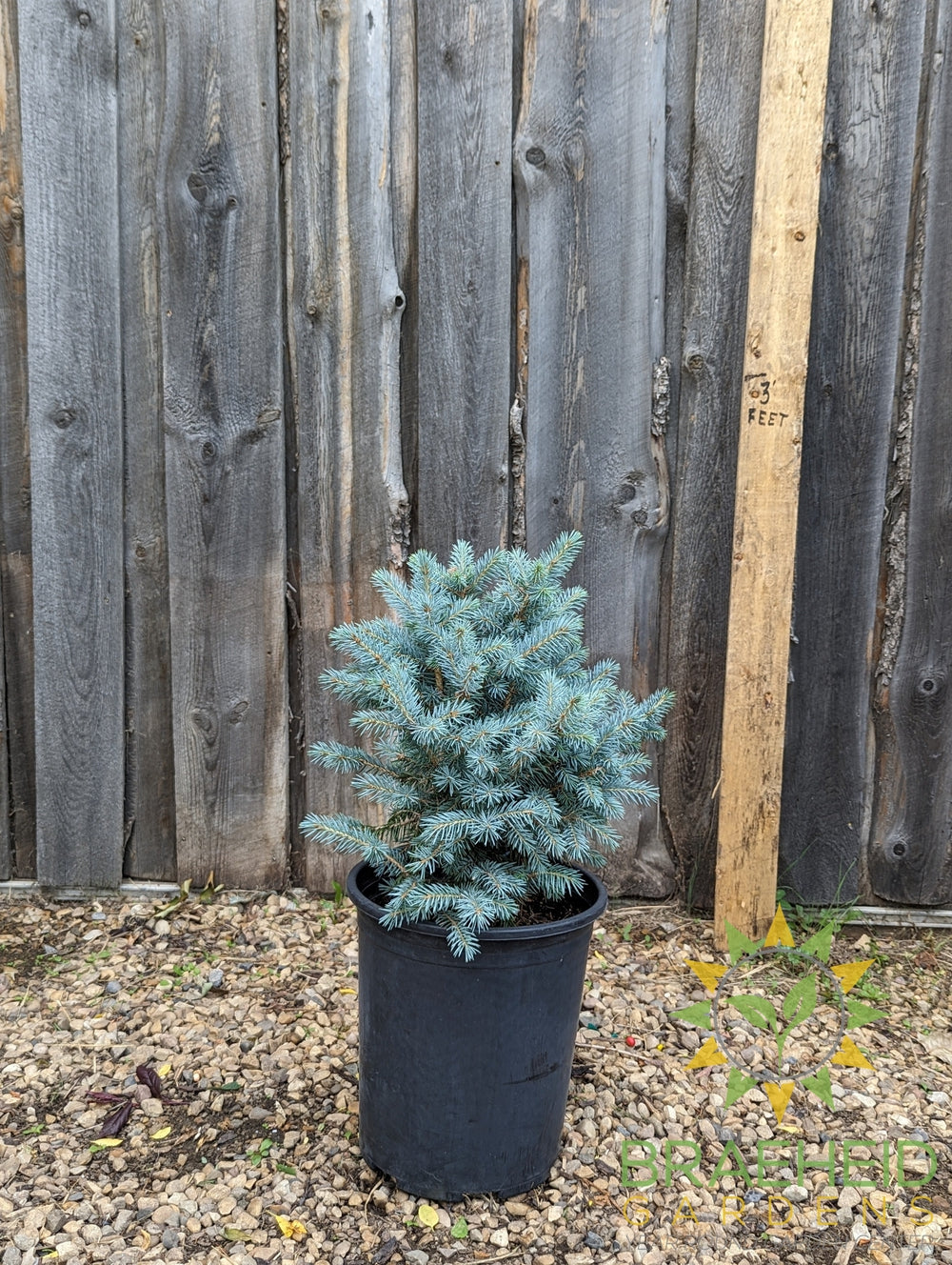 Sester's Dwarf Blue Spruce