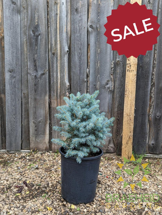 Sester's Dwarf Blue Spruce