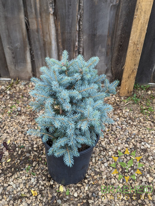 Sester's Dwarf Blue Spruce