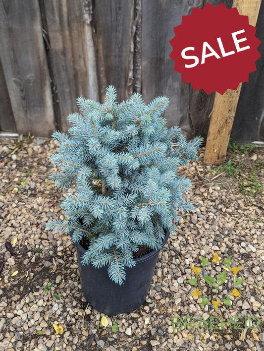 Sester's Dwarf Blue Spruce