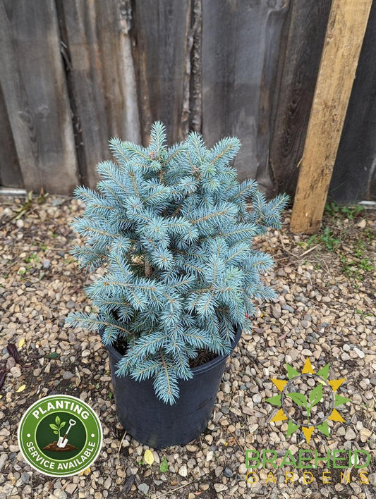 Sester's Dwarf Blue Spruce