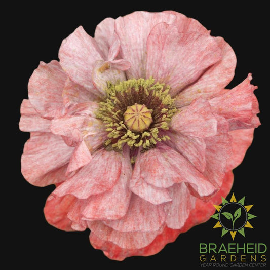 Shirley Poppy