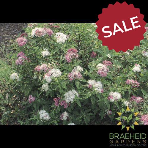 Shirobana Spirea