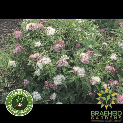 Shirobana Spirea