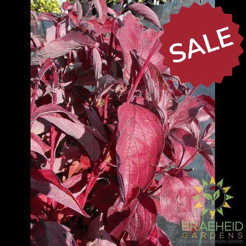 Siberian Coral Dogwood