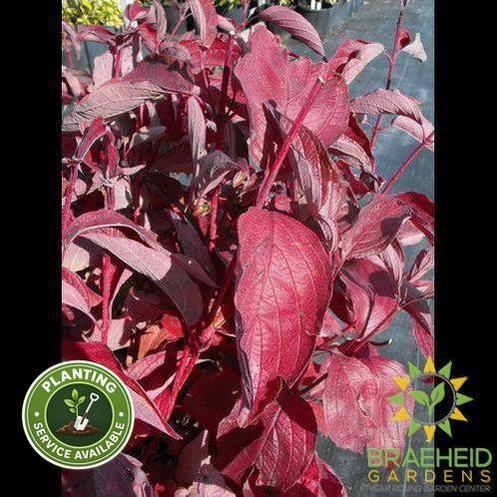 Siberian Coral Dogwood