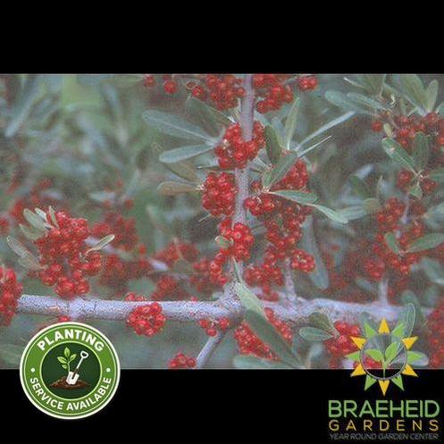 Silver Buffaloberry