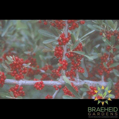 Silver Buffaloberry