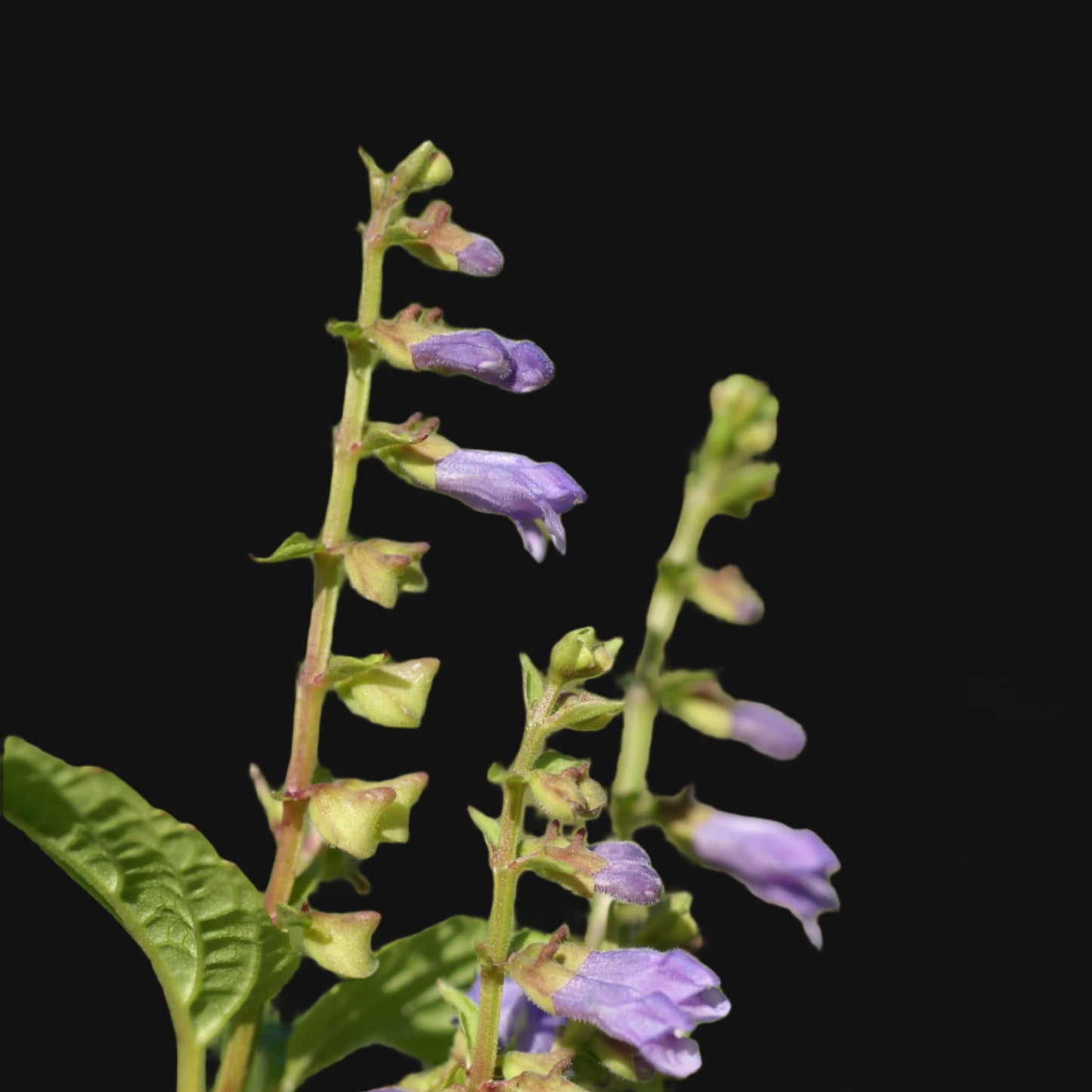 Skullcap